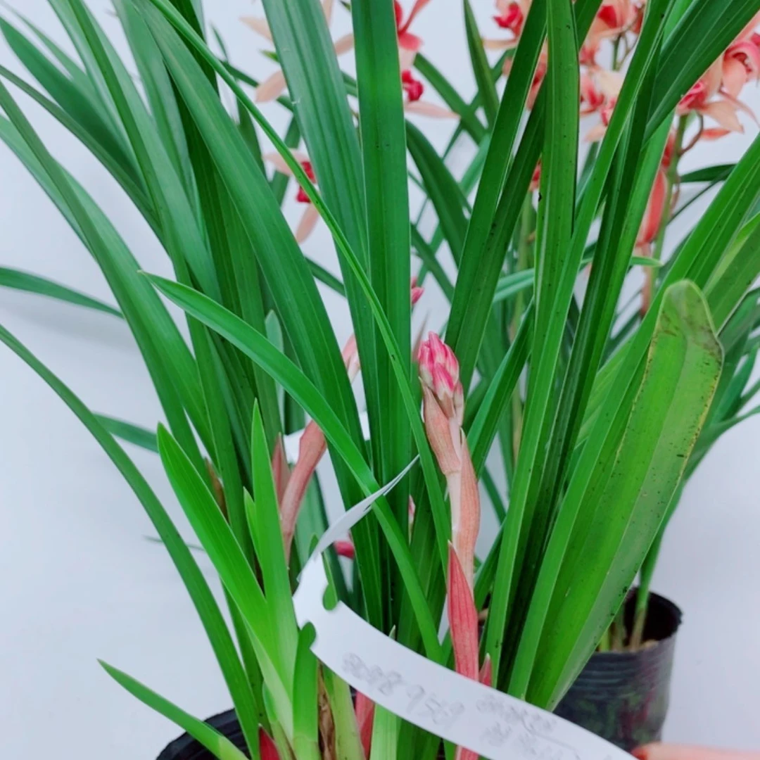 【闪购商品】无花朵孤***)
