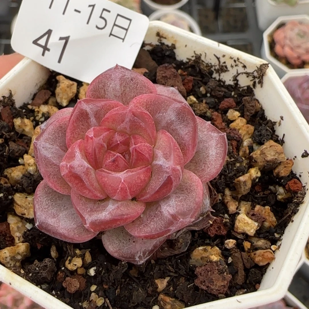 天使珍妮单头一颗