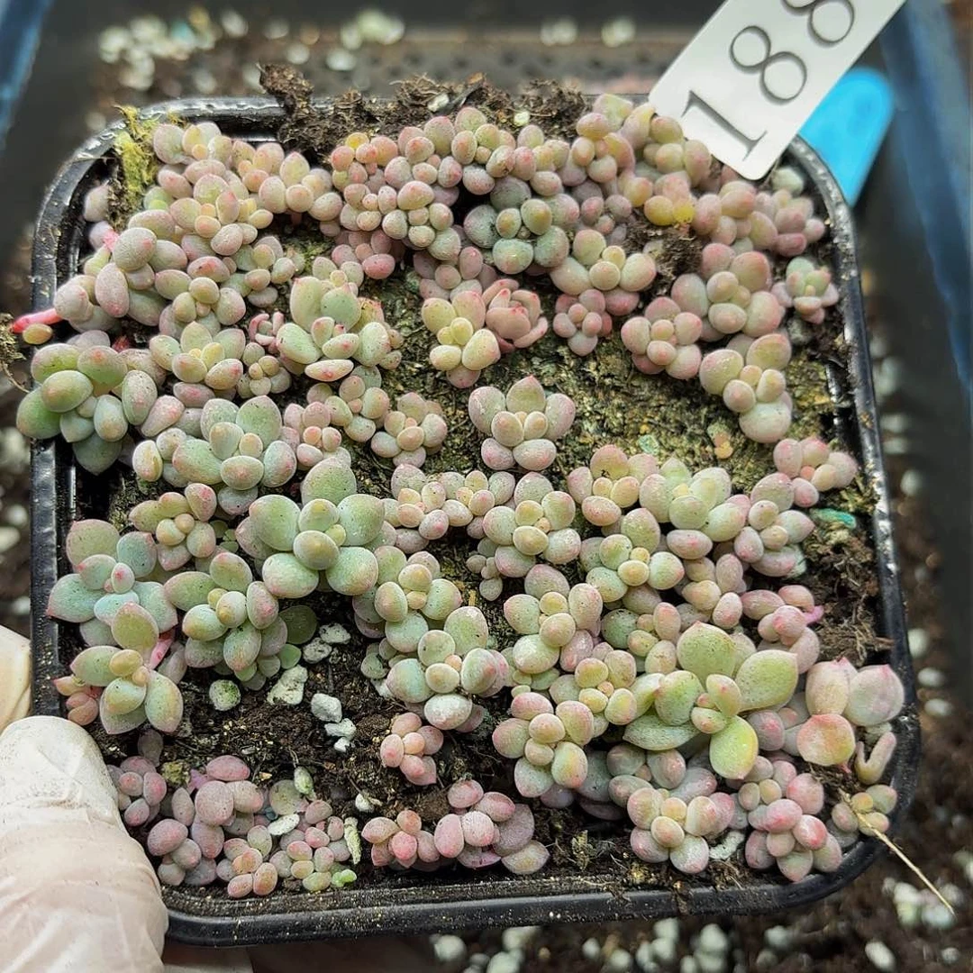 多肉植物多肉植物188