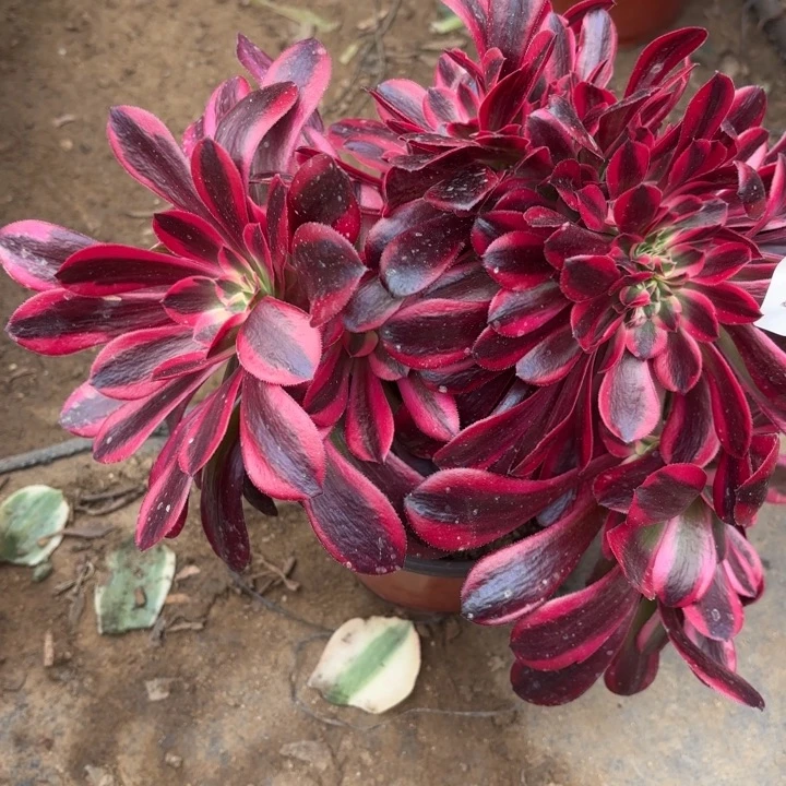 美杜莎坠多肉法师4152