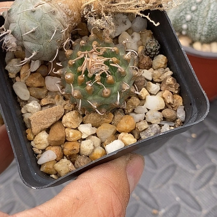 娇丽安德加白肌娇丽升云龙