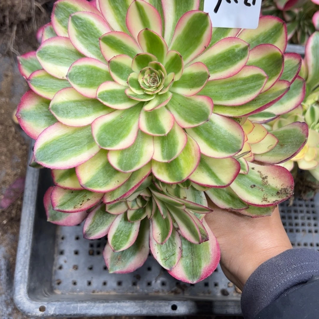 226万白1颗18.8多肉