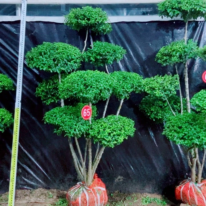 不开花植物一物一图一物一拍