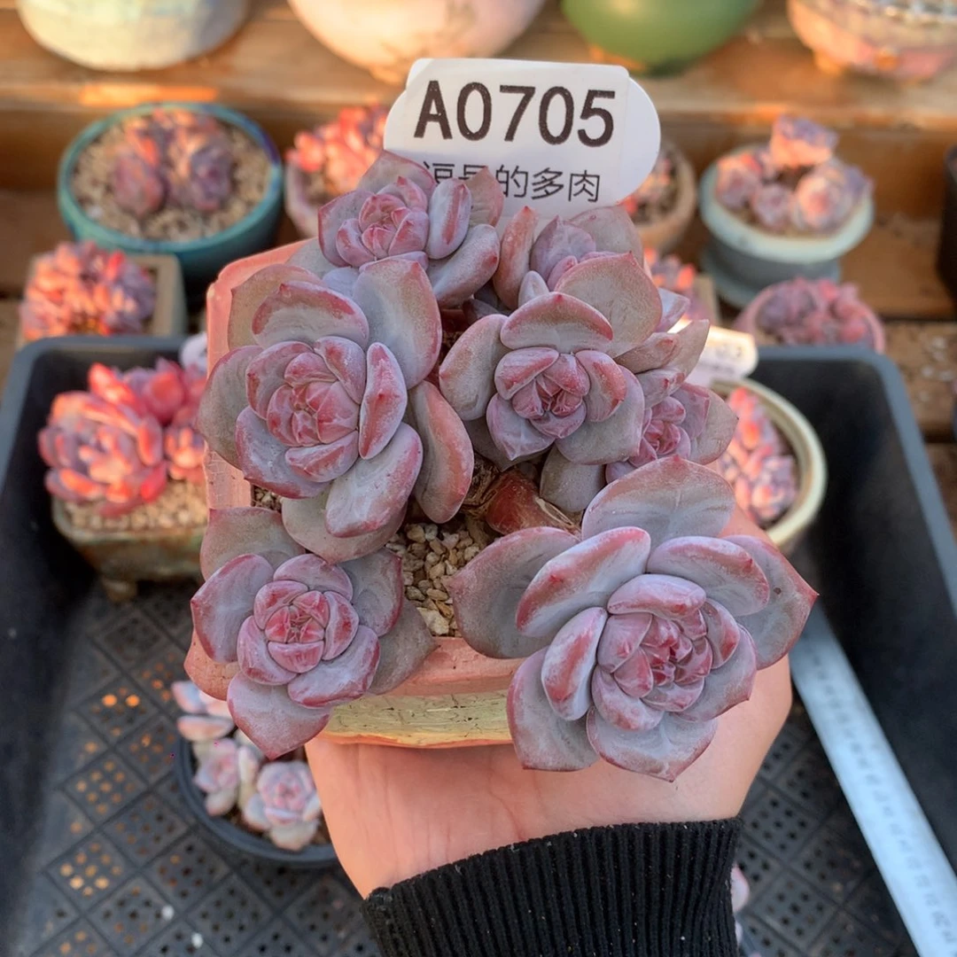 A0705 突尼斯小树 有砍 11cm