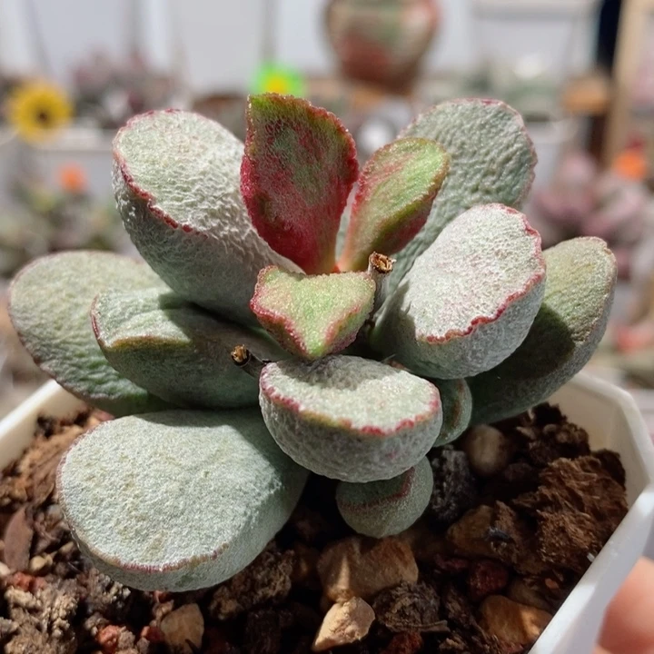 绿磨砂蛋水泡多肉植物