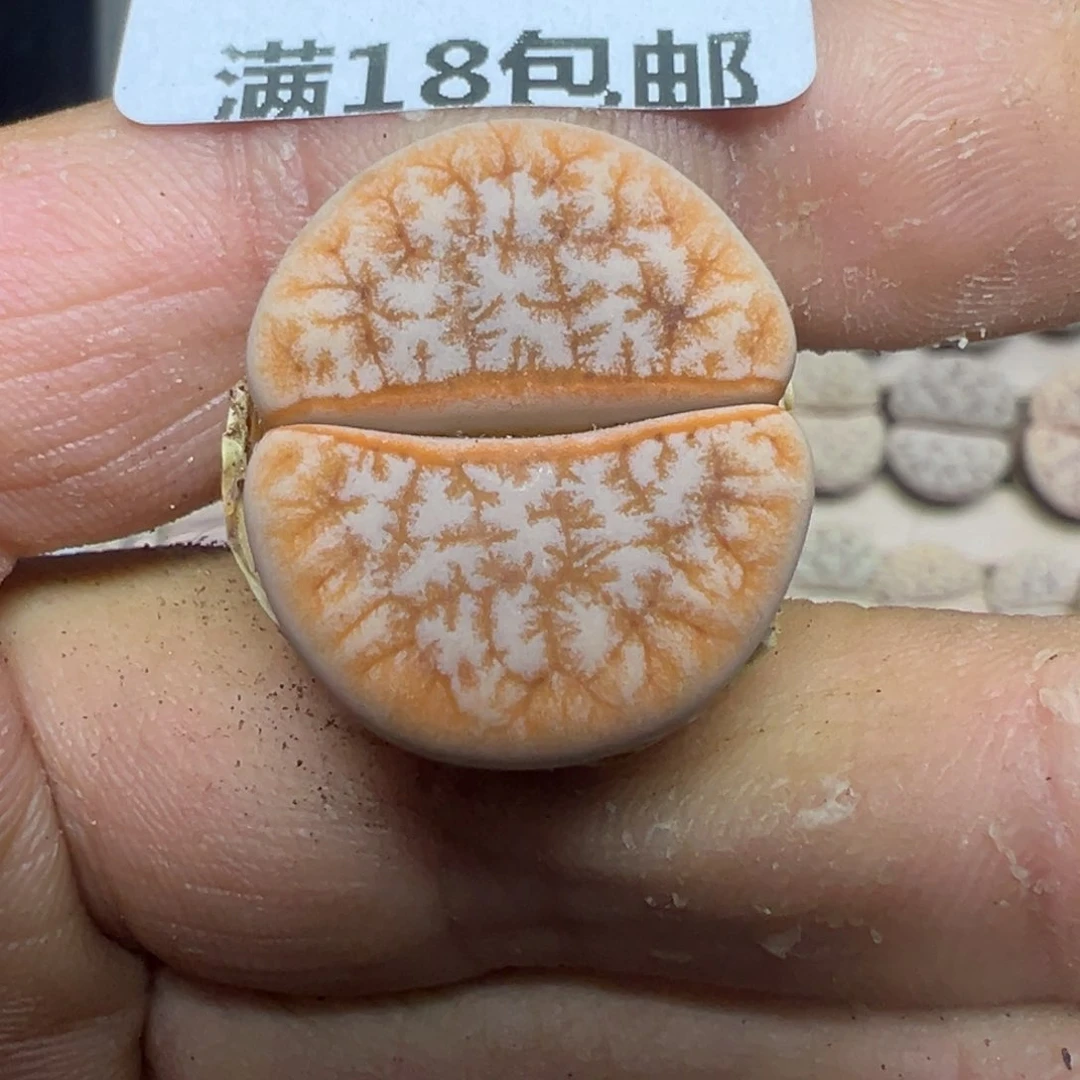 【闪购商品】 1200。