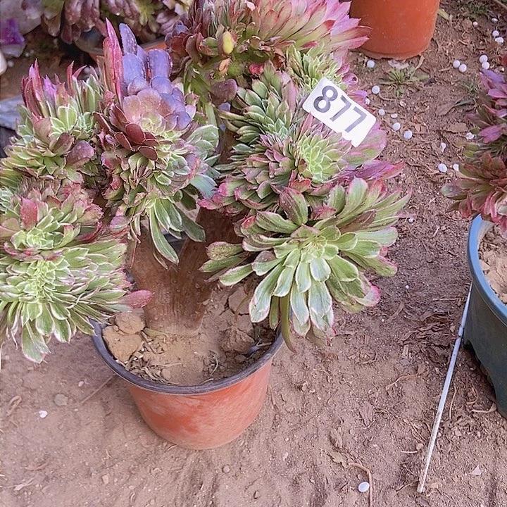 用****9877水墨缀化老板子法师缀