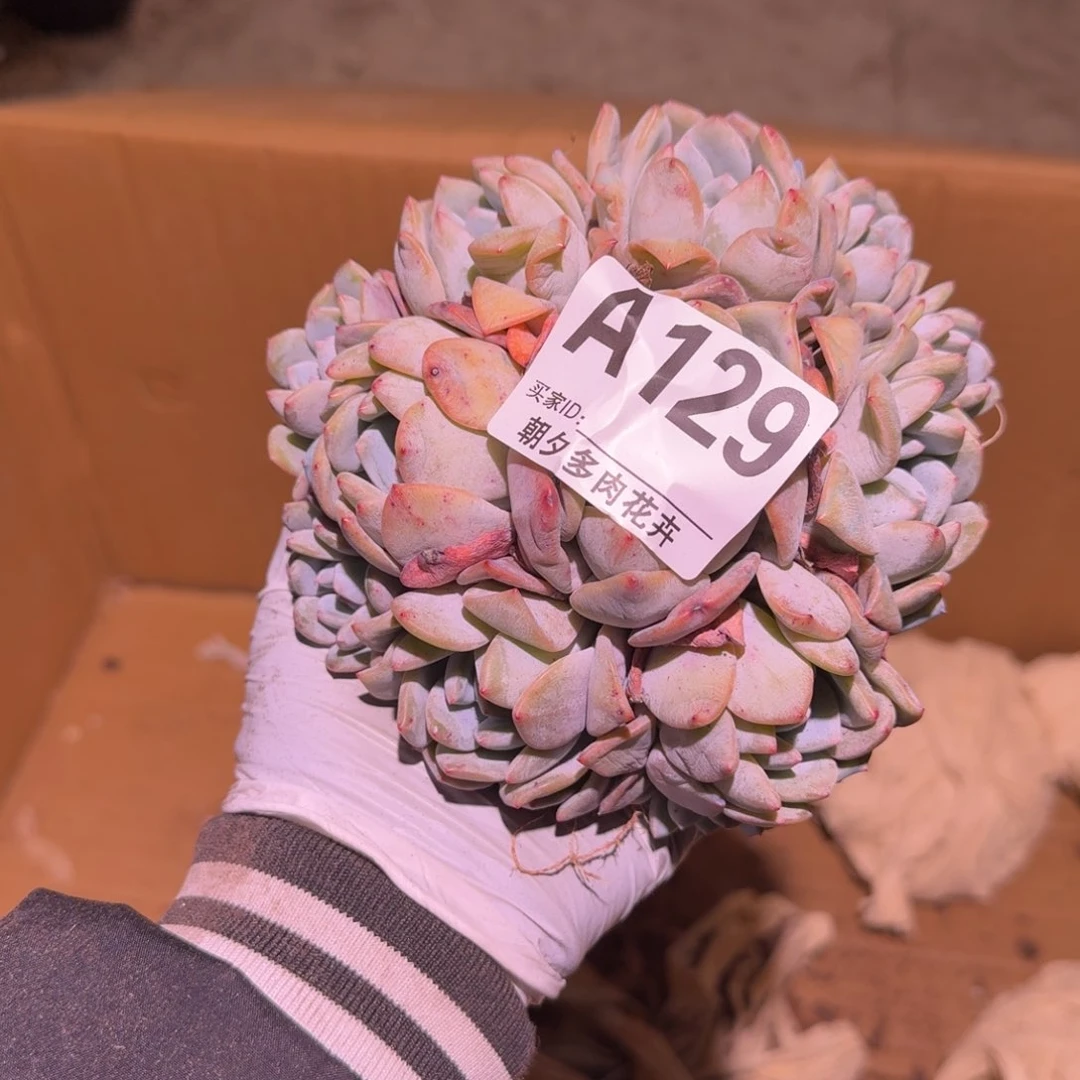 冰****3石榴籽呀呀呀呀呀呀