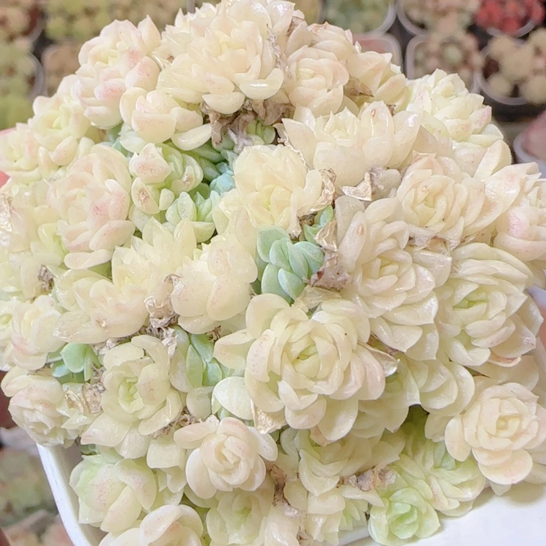 花语逸镜1116-373散