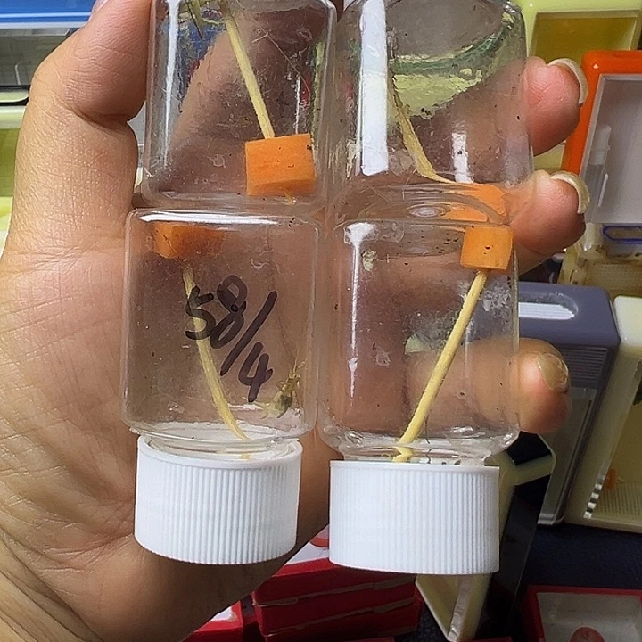 蟋蟀柬埔寨哈哈哈哈哈哈哈哈哈哈哈