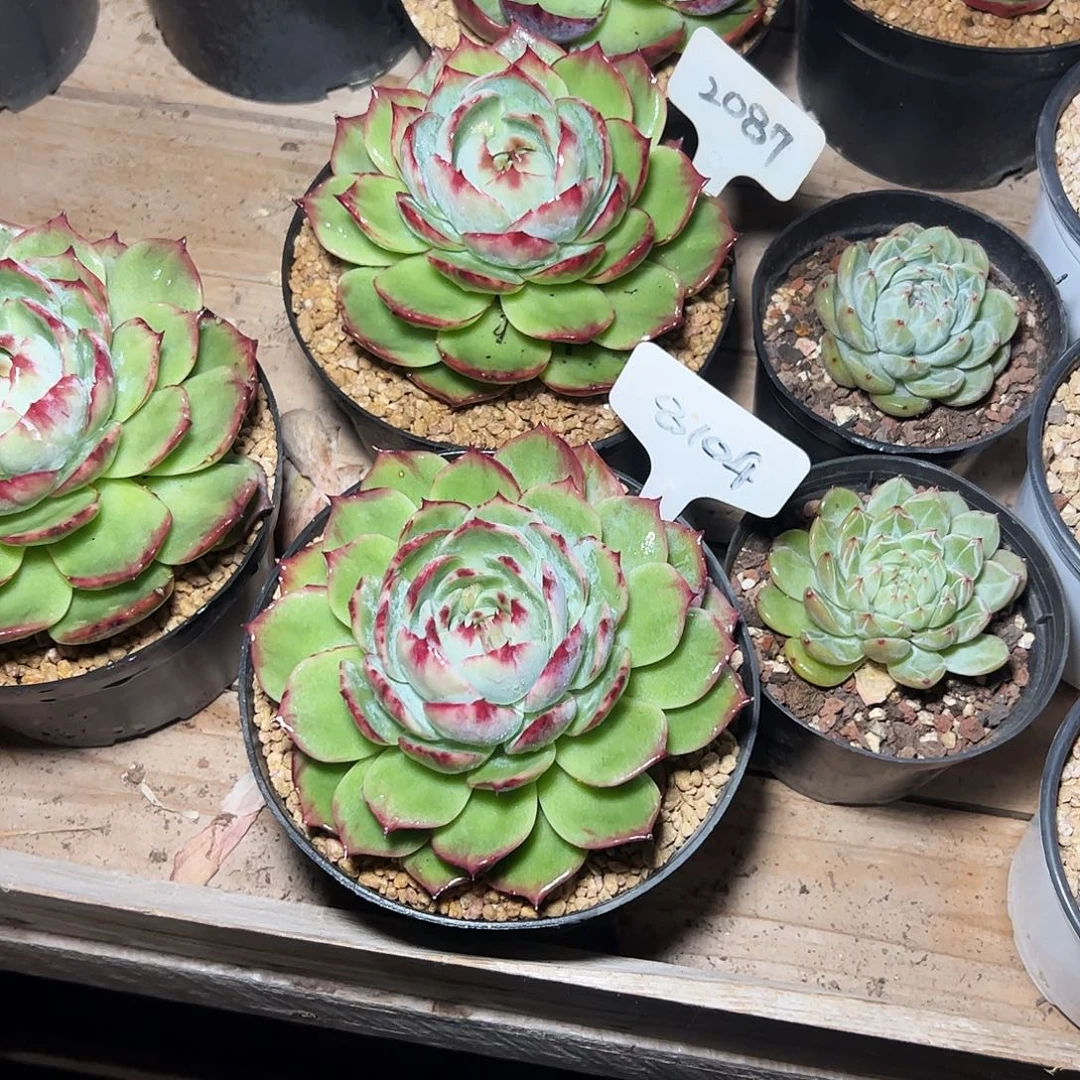 浅***笑惊鸿仙子8104.2087号