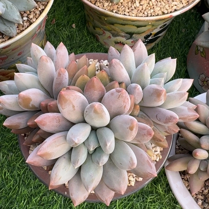 多肉植物哥特萝莉