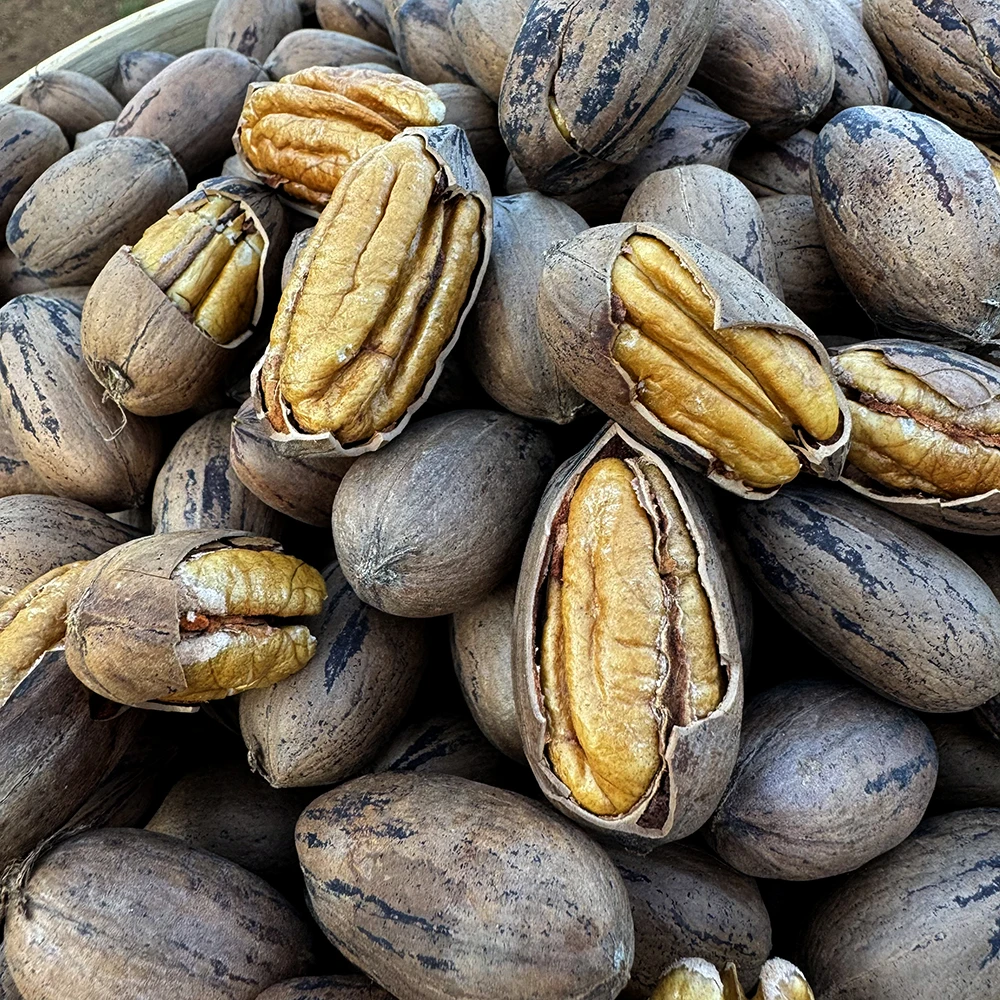 十六州云品碧根果原味新果坚果云南坚果云南碧根果长寿果