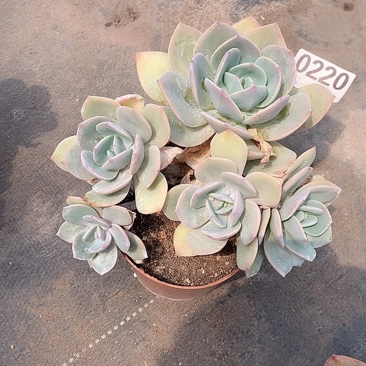0220。。。。。。。。。。。。。