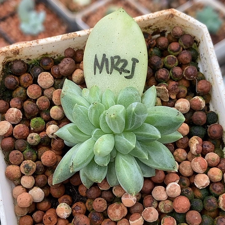 美人杂交锦多肉植物