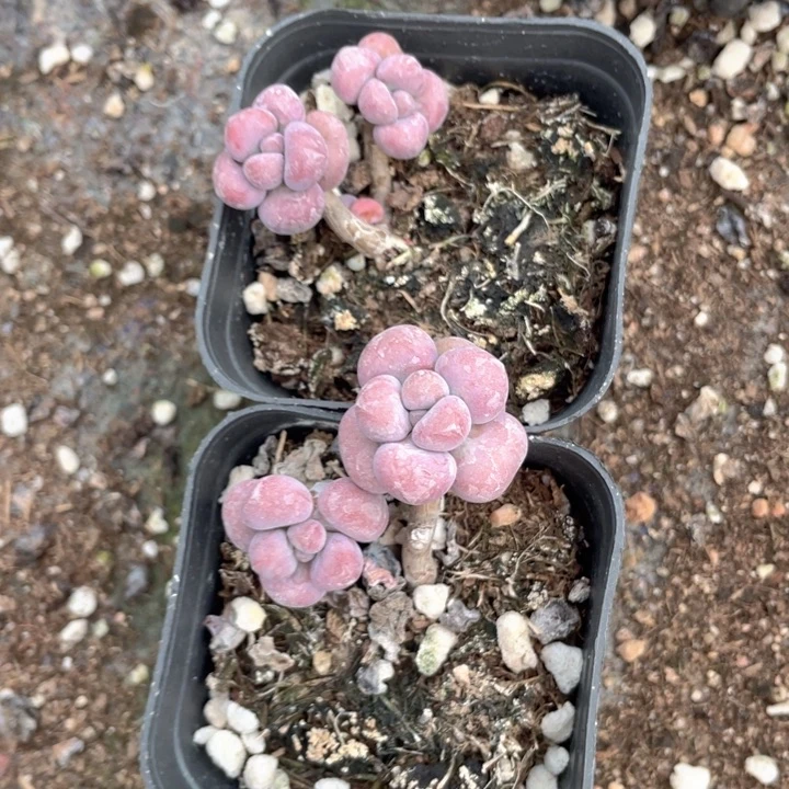艳***一物一拍满18包邮2颗