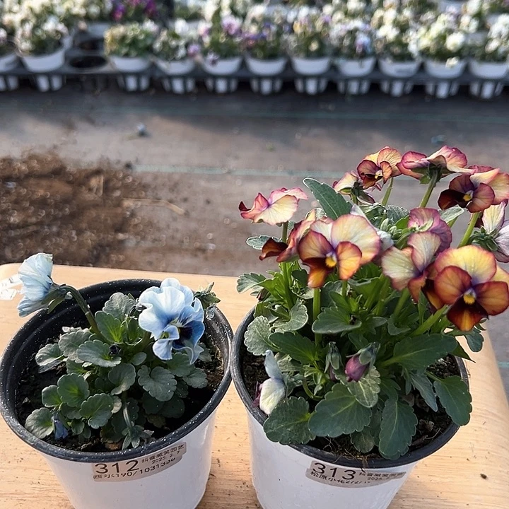 水晶抖音直播闪拍312-313