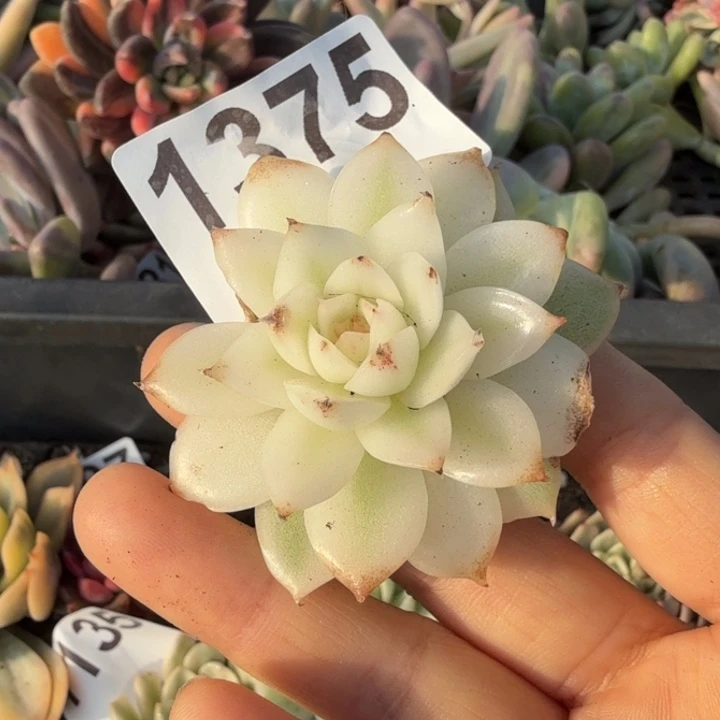 无根多肉植物满18包邮当场凑单不满单隔天发顺丰到付