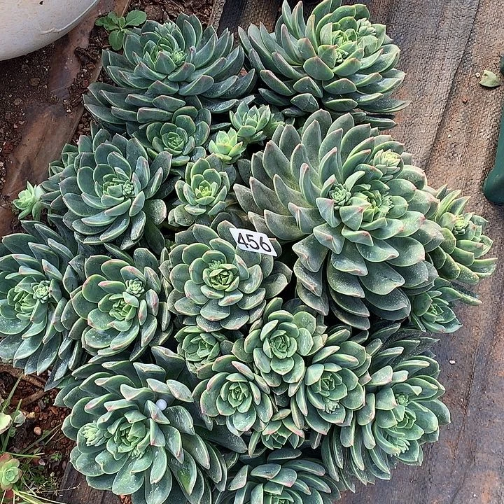 456绿翡翠一物一拍多肉