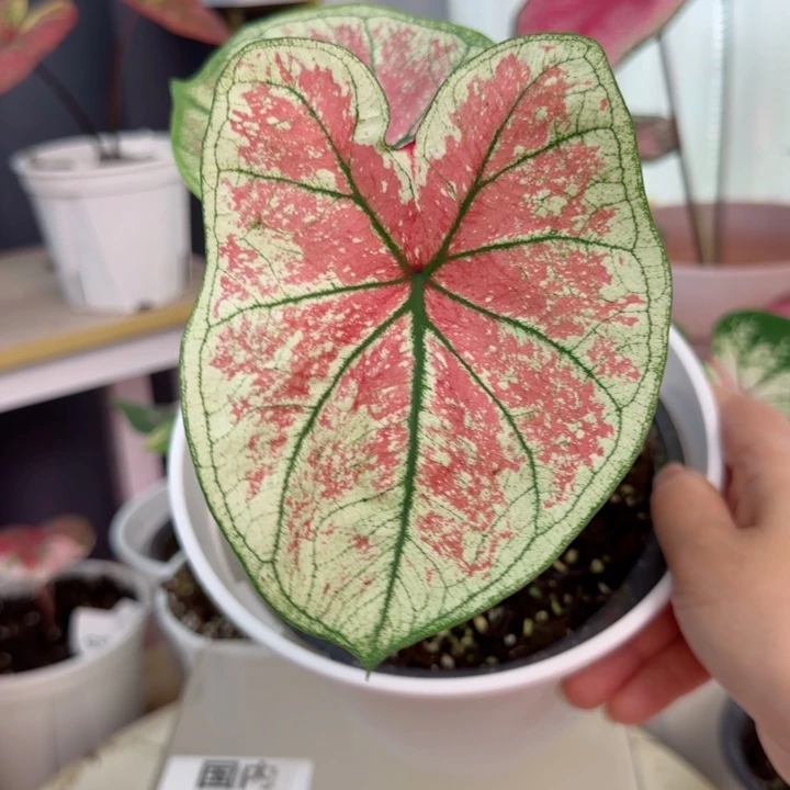 无花朵泰彩桃妖Q5070