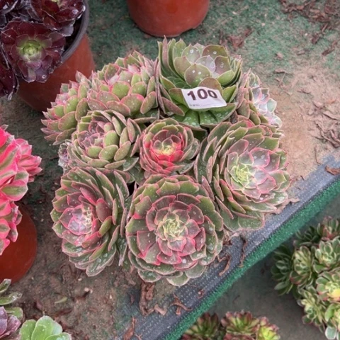 虞***敏100粉花妖朵朵多肉，