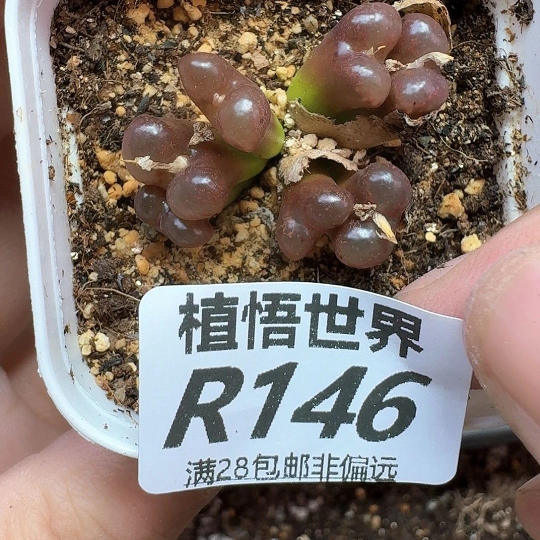 多肉植物的润泽地ff