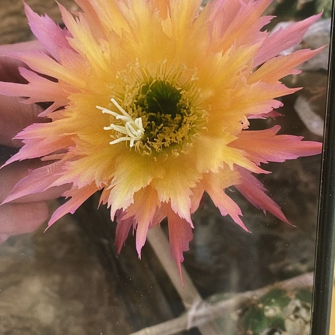 毛 北极星侧芽歪4公分以上