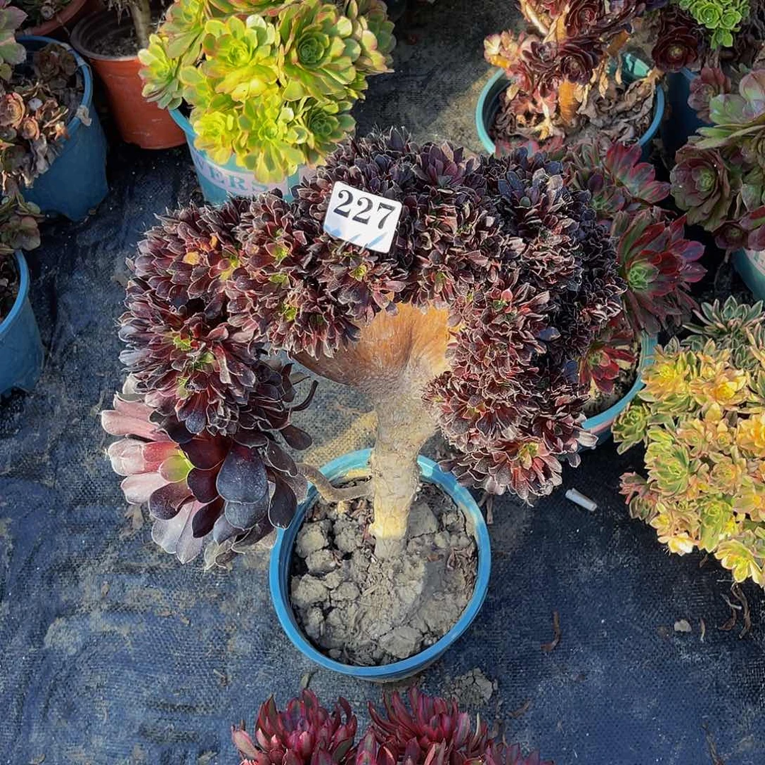 欧紫法师缀1-37包邮