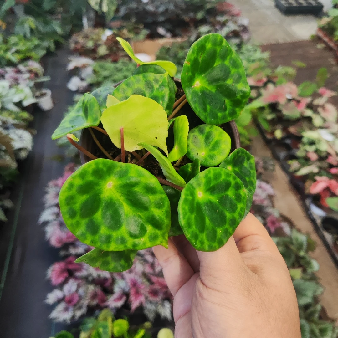 圭亚那秋海棠网红盆栽创意室内观叶植物绿植盆栽