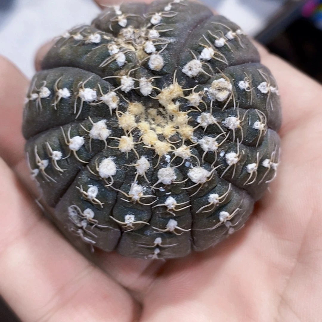 无花朵拉根111111111111号