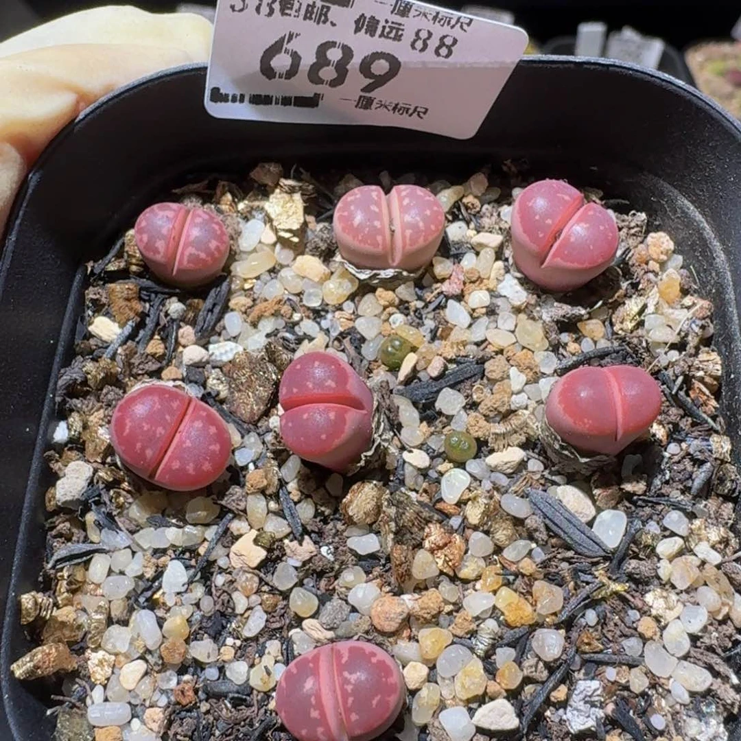 Ssss精品生石花689