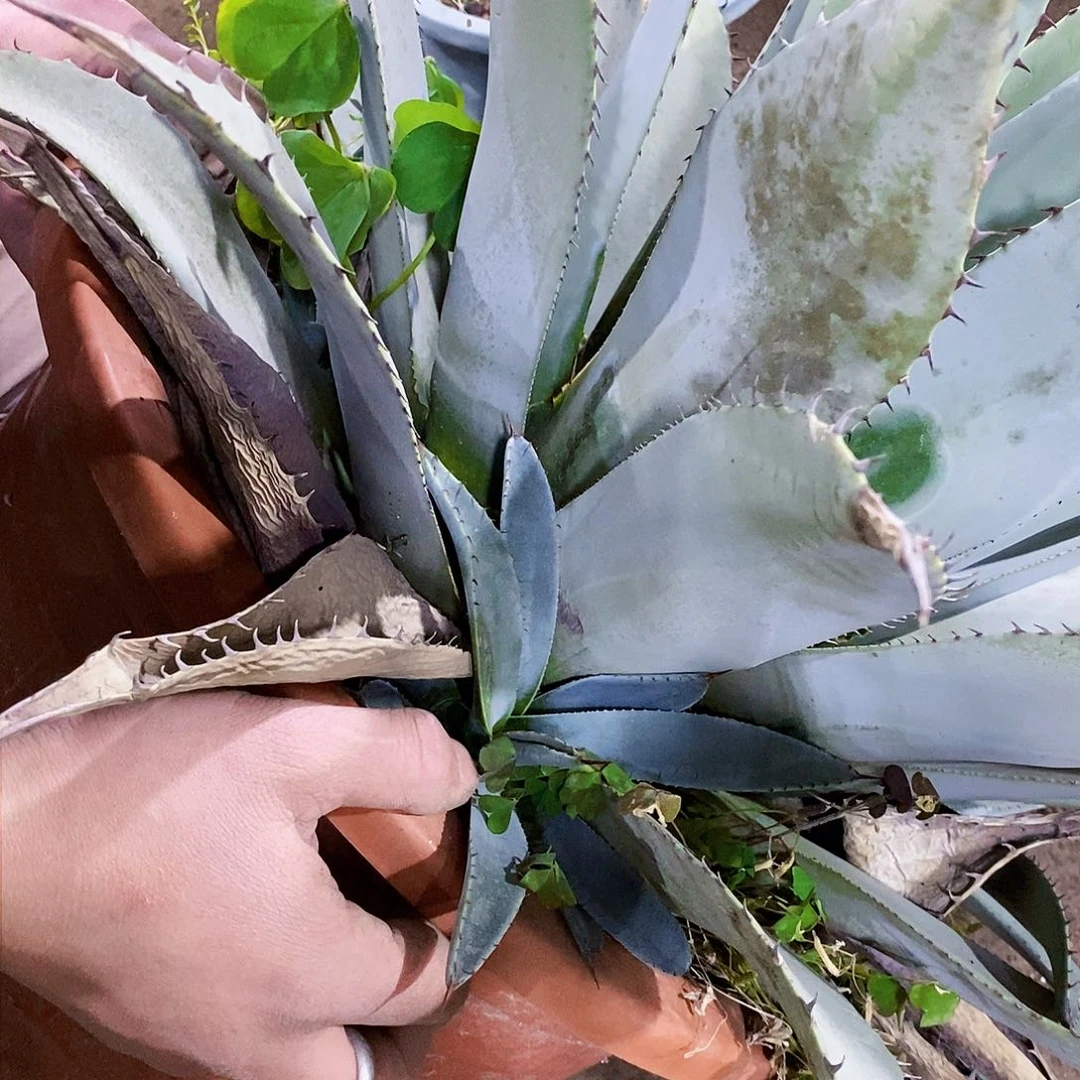 狭叶虚空藏侧芽一颗