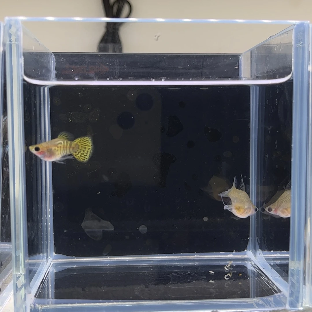 孔雀鱼黑金雷丝C一对