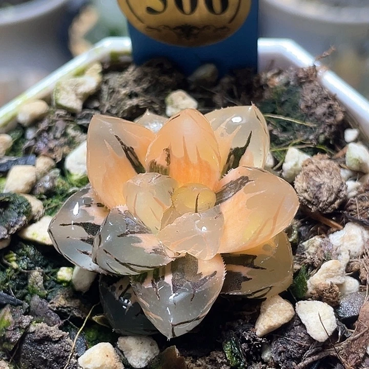 506水中月理学院福利