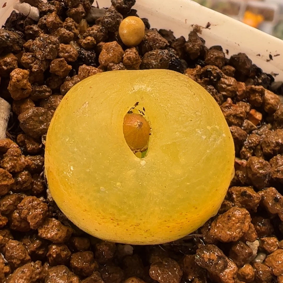 013多肉植物百科