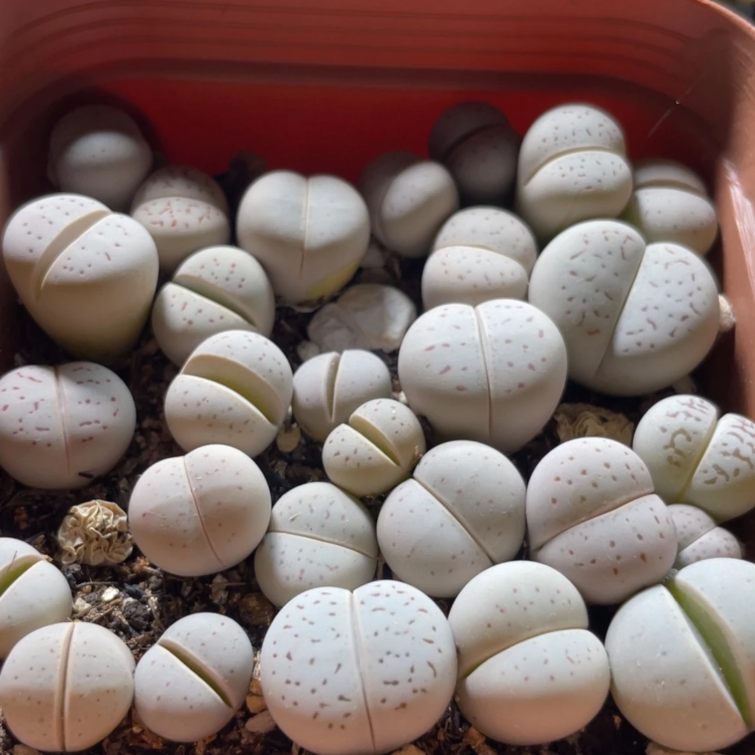 大盆特价一物一拍～26