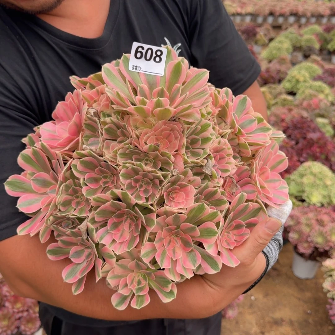 608粉女巫多肉植物