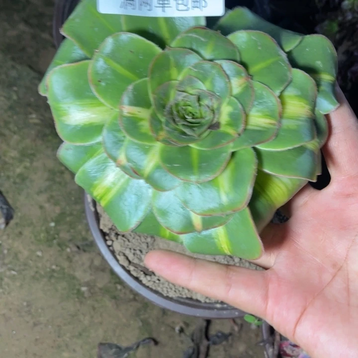 暴君的人多肉的人1090