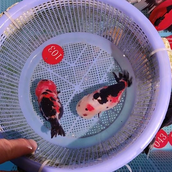 金鱼103兰寿两只特价顺丰包邮