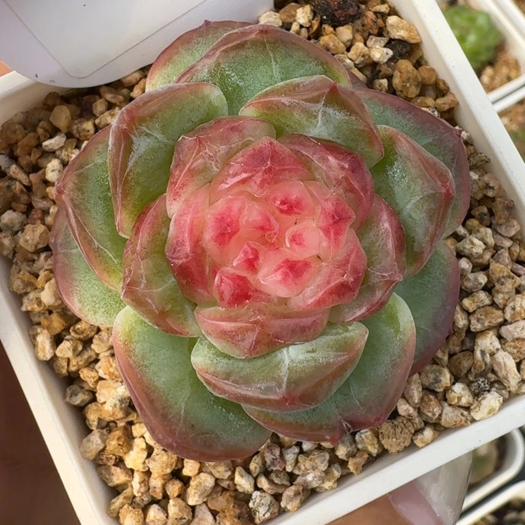 0803-022-萤石珍妮量拍