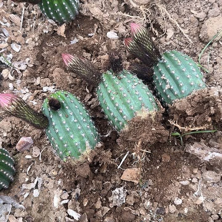 毛花柱打3带花包