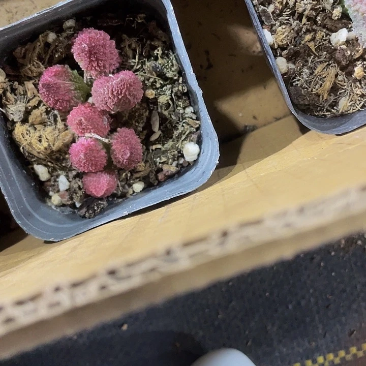 6.5方处理珠子玉带盆土发