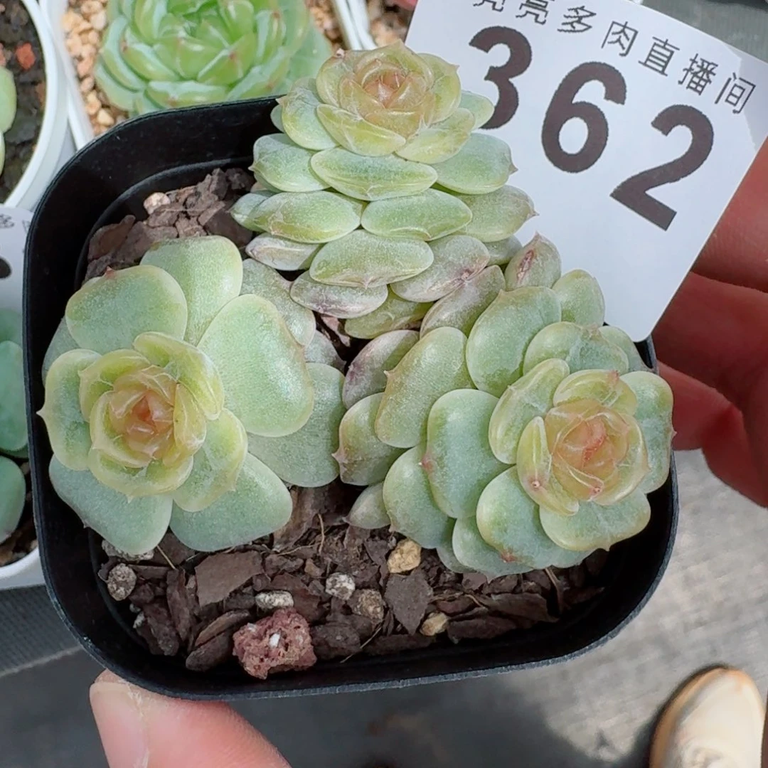 彩色恋人            精美多肉植物