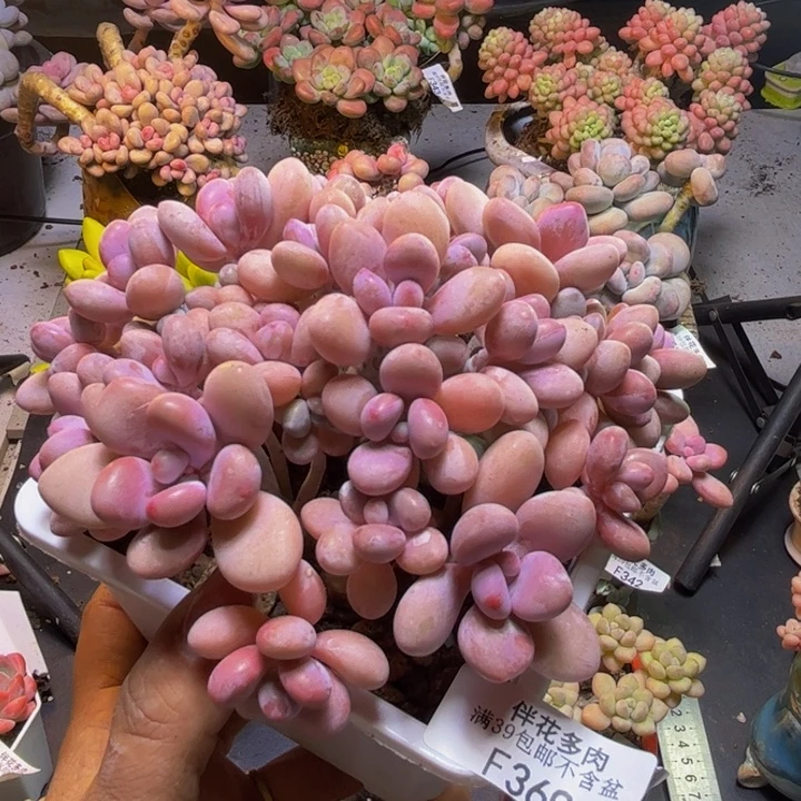 糖果桃蛋369/12cm多肉