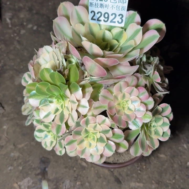 22923女巫多肉植物