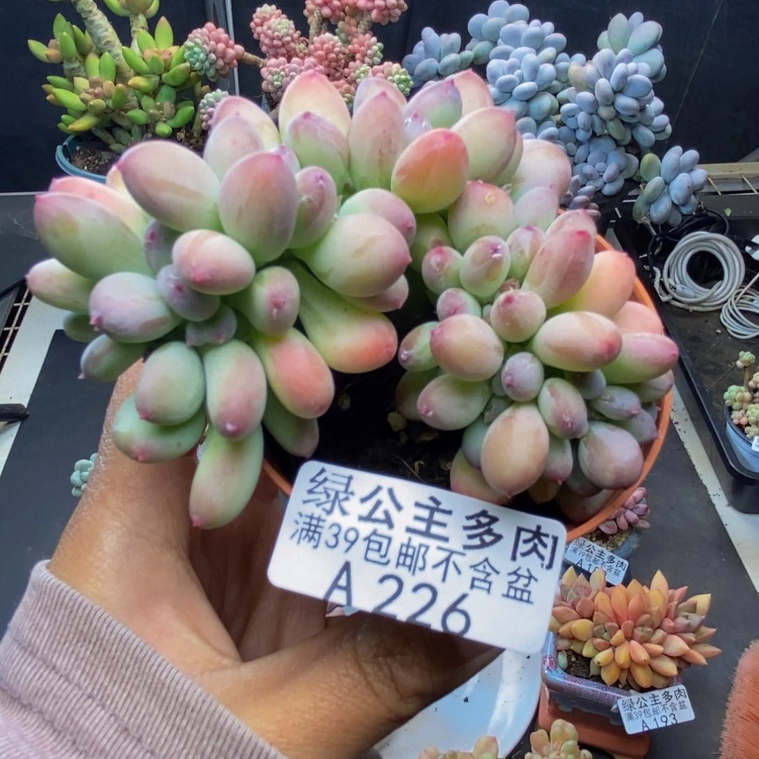 226苹果奶四代缀多肉7c m