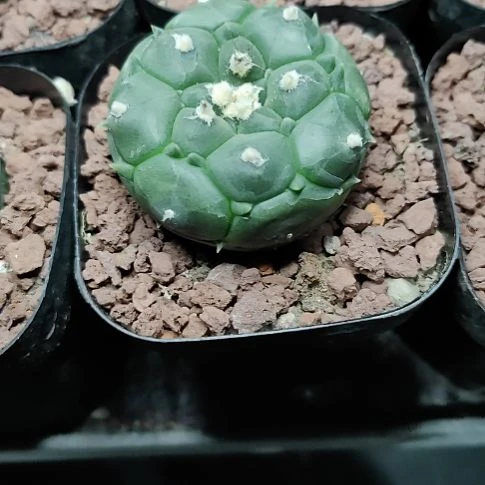 ****1实生鬼面角疣兜！！！