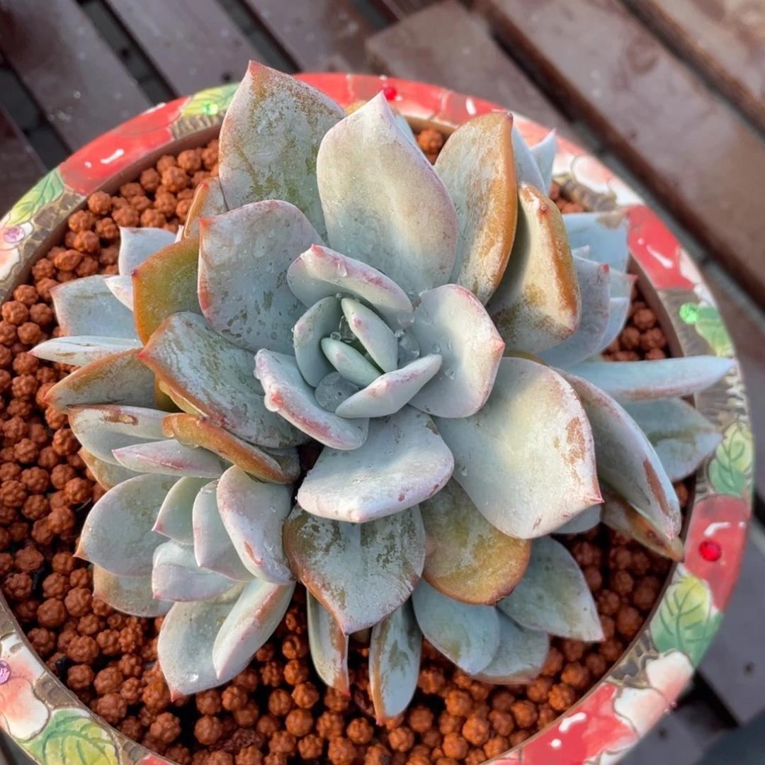 五头手捧奶茶群生无砍无摘