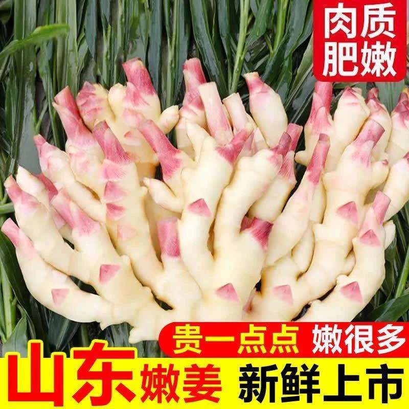 新鲜山东嫩仔姜红芽姜可用于泡菜腌制的现挖生姜
