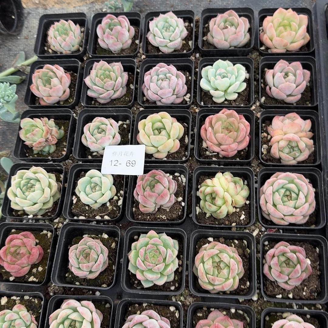 多肉杂交珍妮混合三十颗量拍右五12-69